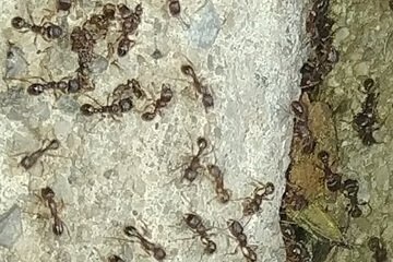 ant species