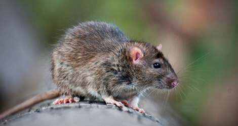 rat-and-mice