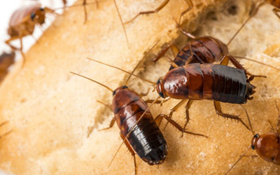 cockroach exterminator