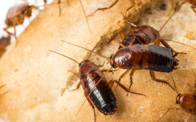 Effective Tips To Get Rid of Cockroaches Effective Tips To Get Rid of Cockroaches