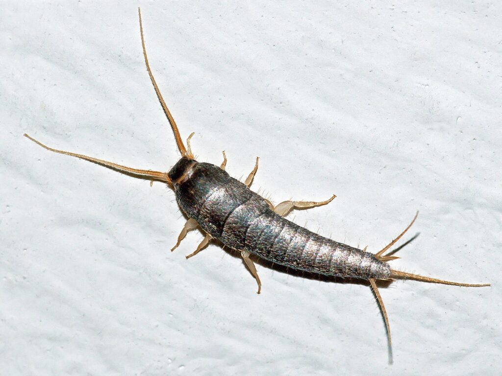 picture of silverfish