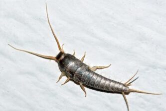 picture of silverfish