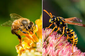 bee wasp
